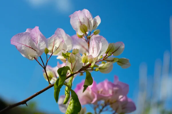 花园里美丽的粉红色花朵 — 图库照片