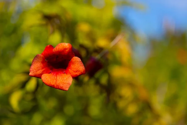 Poppy Flowers Field Selective Focus Nature Background — Foto Stock