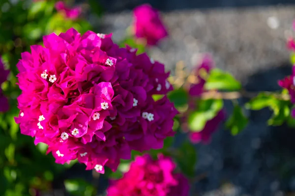 Pink Rhododendron Flower Garden Summer Day — Photo