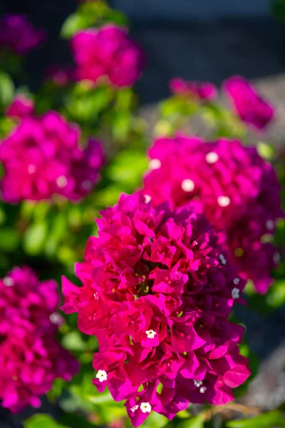 beautiful pink flowers on a background of the garden