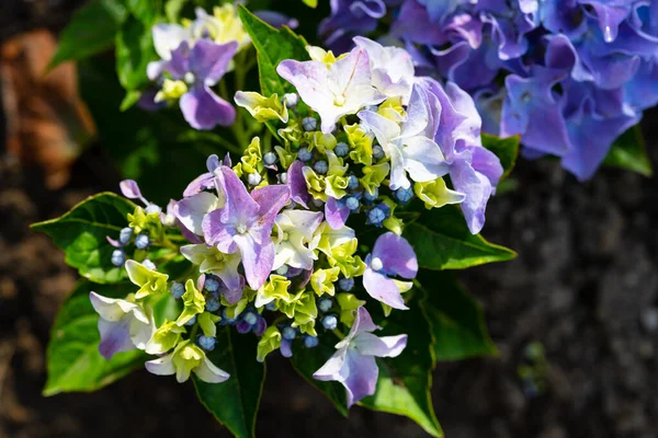 Light, dark, pale blue, pink, purple Hydrangea macrophylla, bigleaf hydrangea, is one of the most popular landscape shrubs owing to its large mophead flowers.