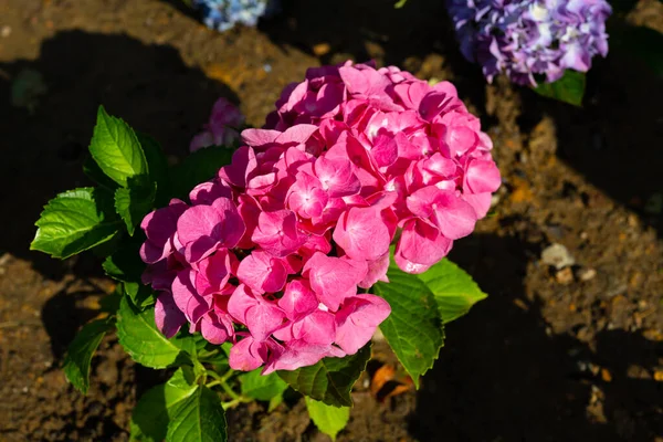 Light Dark Pale Blue Pink Purple Hydrangea Macrophylla Bigleaf Hydrangea — Photo