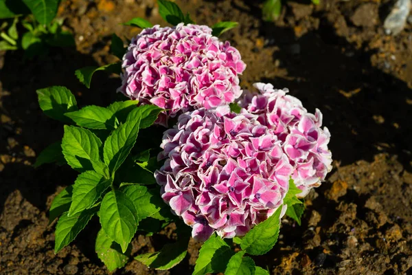 Light, dark, pale blue, pink, purple Hydrangea macrophylla, bigleaf hydrangea, is one of the most popular landscape shrubs owing to its large mophead flowers.