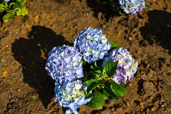 Light, dark, pale blue, pink, purple Hydrangea macrophylla, bigleaf hydrangea, is one of the most popular landscape shrubs owing to its large mophead flowers.