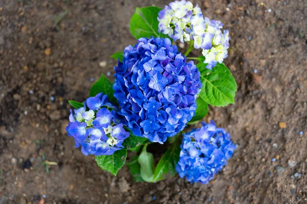 Light, dark, pale blue, pink, purple Hydrangea macrophylla, bigleaf hydrangea, is one of the most popular landscape shrubs owing to its large mophead flowers.