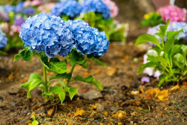 Light Dark Pale Blue Pink Purple Hydrangea Macrophylla Bigleaf Hydrangea —  Fotos de Stock