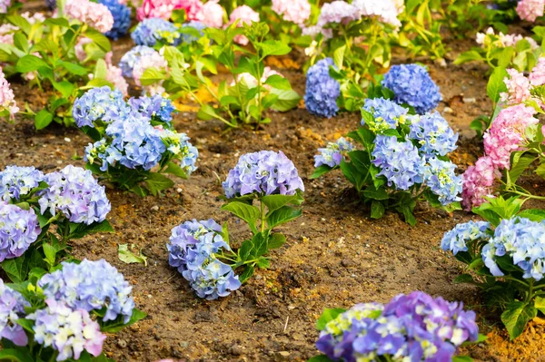 Light, dark, pale blue, pink, purple Hydrangea macrophylla, bigleaf hydrangea, is one of the most popular landscape shrubs owing to its large mophead flowers.