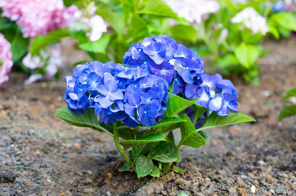 Light, dark, pale blue, pink, purple Hydrangea macrophylla, bigleaf hydrangea, is one of the most popular landscape shrubs owing to its large mophead flowers.