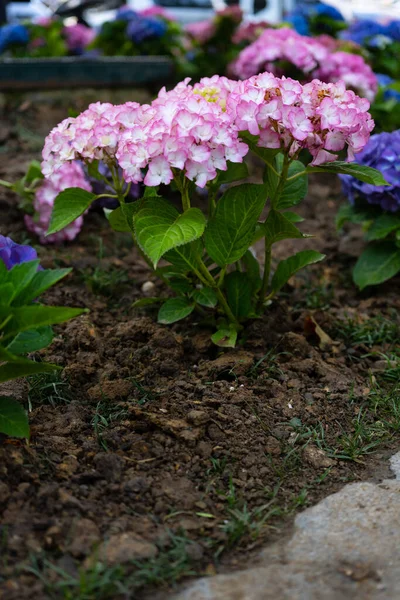 Light, dark, pale blue, pink, purple Hydrangea macrophylla, bigleaf hydrangea, is one of the most popular landscape shrubs owing to its large mophead flowers.