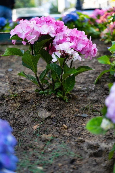 Light, dark, pale blue, pink, purple Hydrangea macrophylla, bigleaf hydrangea, is one of the most popular landscape shrubs owing to its large mophead flowers.