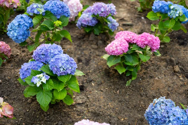 Light Dark Pale Blue Pink Purple Hydrangea Macrophylla Bigleaf Hydrangea —  Fotos de Stock