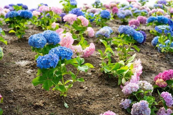 Light, dark, pale blue, pink, purple Hydrangea macrophylla, bigleaf hydrangea, is one of the most popular landscape shrubs owing to its large mophead flowers.