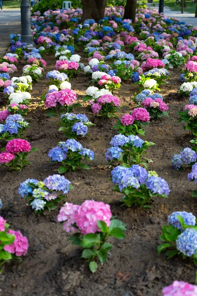 Light, dark, pale blue, pink, purple Hydrangea macrophylla, bigleaf hydrangea, is one of the most popular landscape shrubs owing to its large mophead flowers.