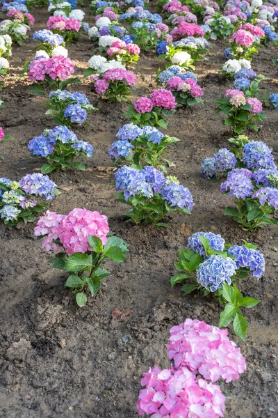 Light, dark, pale blue, pink, purple Hydrangea macrophylla, bigleaf hydrangea, is one of the most popular landscape shrubs owing to its large mophead flowers.