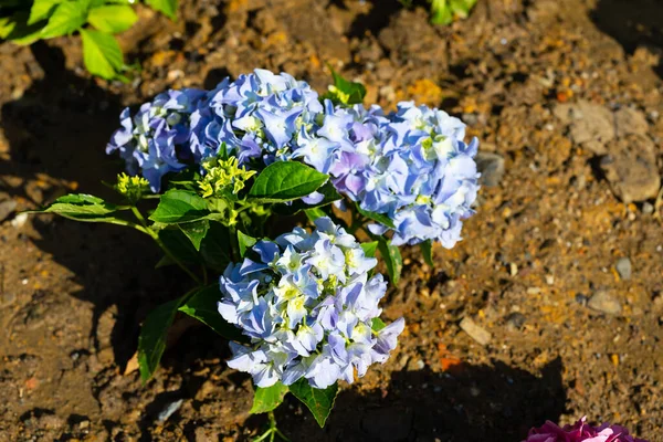 Hydrangea Macrophylla Bigleaf Hydrangea One Most Popular Landscape Shrubs Owing — Photo