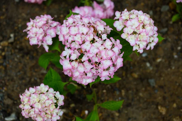 Hydrangea Macrophylla Bigleaf Hydrangea One Most Popular Landscape Shrubs Owing — Fotografia de Stock