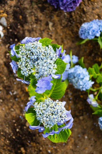 Light Dark Pale Pink Purple Blue Hydrangea Macrophylla Bigleaf Hydrangea — Stock Photo, Image