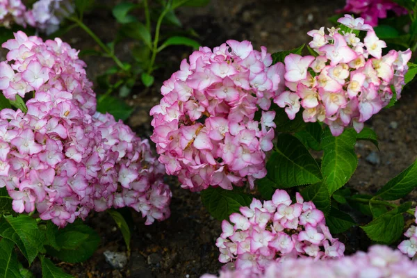 Light, dark, pale, pink, purple, blue Hydrangea macrophylla, bigleaf hydrangea, is one of the most popular landscape shrubs owing to its large mophead flowers.