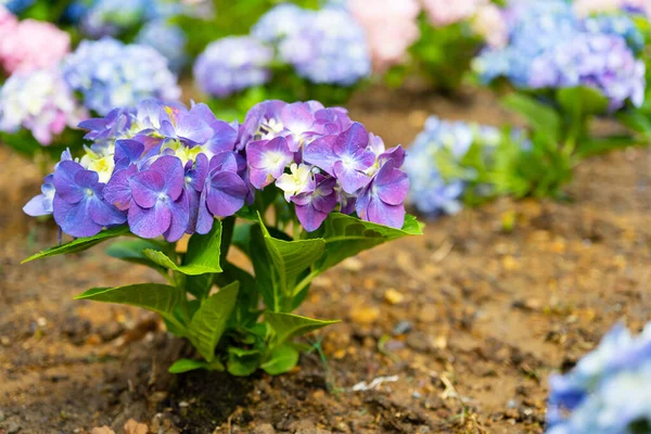 Light, dark, pale, pink, purple, blue Hydrangea macrophylla, bigleaf hydrangea, is one of the most popular landscape shrubs owing to its large mophead flowers.