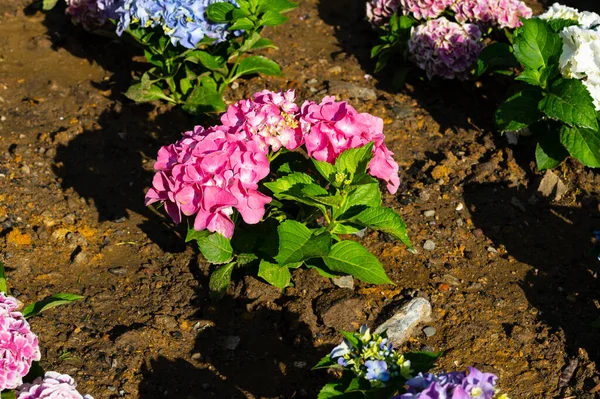 Light, dark, pale, pink, purple, blue Hydrangea macrophylla, bigleaf hydrangea, is one of the most popular landscape shrubs owing to its large mophead flowers.