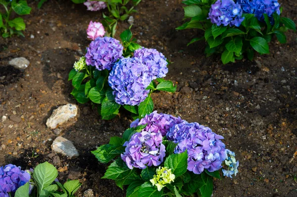 Light Dark Pale Pink Purple Blue Hydrangea Macrophylla Bigleaf Hydrangea —  Fotos de Stock