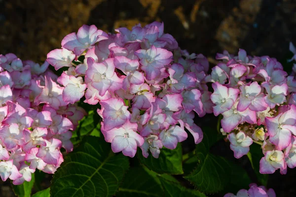 Light Dark Pale Pink Purple Blue Hydrangea Macrophylla Bigleaf Hydrangea — Stockfoto
