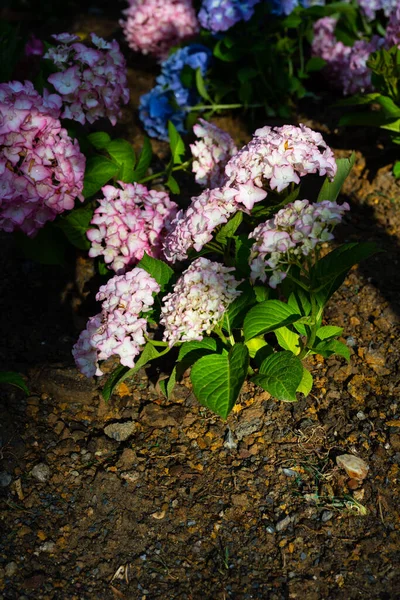 Light Dark Pale Pink Purple Blue Hydrangea Macrophylla Bigleaf Hydrangea — Photo