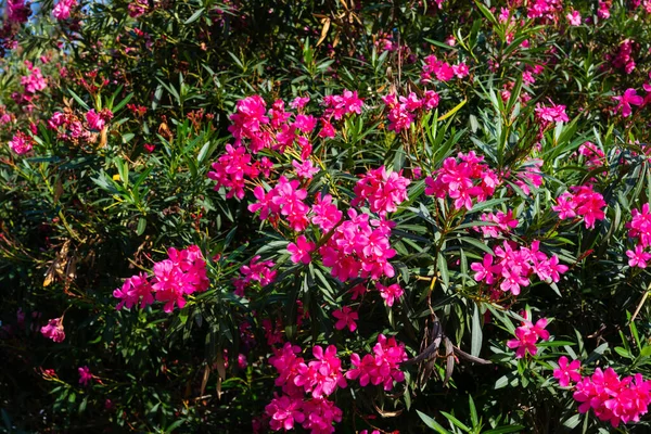 Oleander flower and sky background. red tree blossom and sky