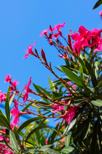 Oleander flower and sky background. red tree blossom and sky