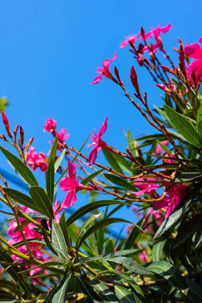 Oleander Flower Sky Background Red Tree Blossom Sky — 图库照片