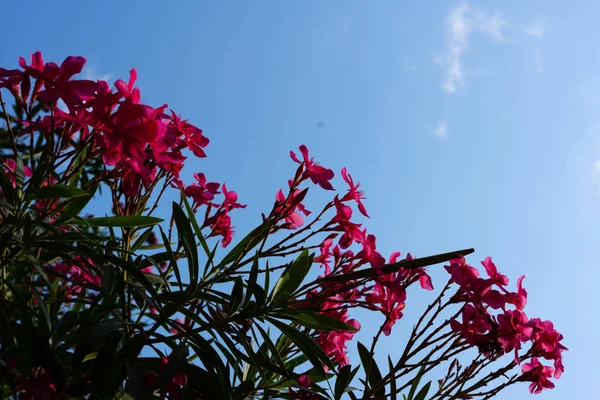 Oleander flower and sky background. red tree blossom and sky