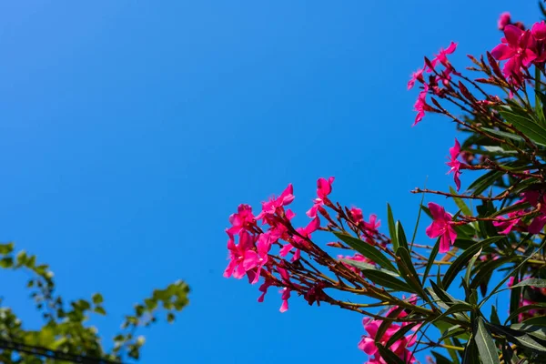 Oleander flower and sky background. red tree blossom and sky