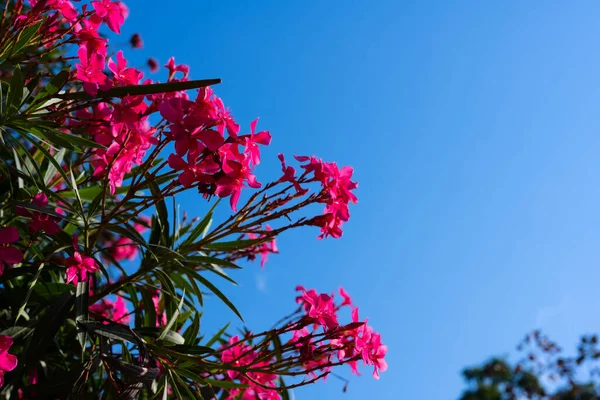 Oleander flower and sky background. red tree blossom and sky