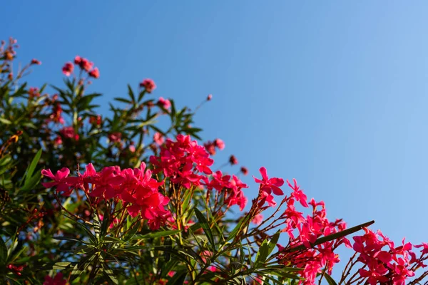 Oleander flower and sky background. red tree blossom and sky