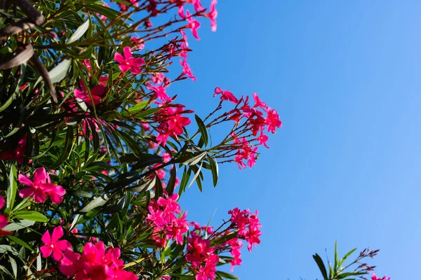 Oleander flower and sky background. red tree blossom and sky