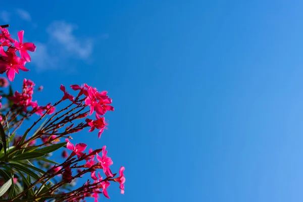 Oleander flower and sky background. red tree blossom and sky