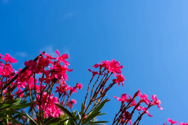 Oleander flower and sky background. red tree blossom and sky