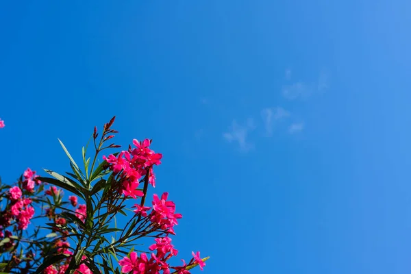 Oleander flower and sky background. red tree blossom and sky