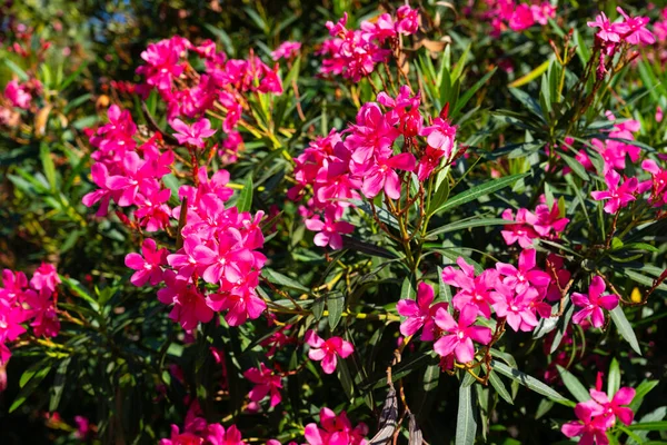 Квітка Олександра Фон Неба Червоне Дерево Цвіте Небо — стокове фото