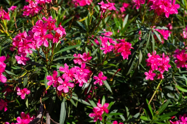 Oleander flower and sky background. red tree blossom and sky