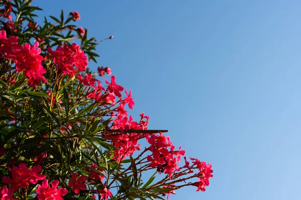 Oleander Flower Sky Background Red Tree Blossom Sky Fotografia De Stock