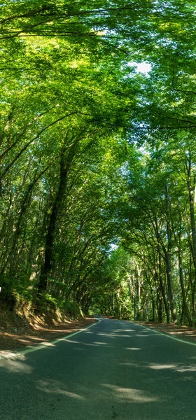 Belgrad Forest Istanbul Turkey Belgrad Wood View Istanbul — Stockfoto