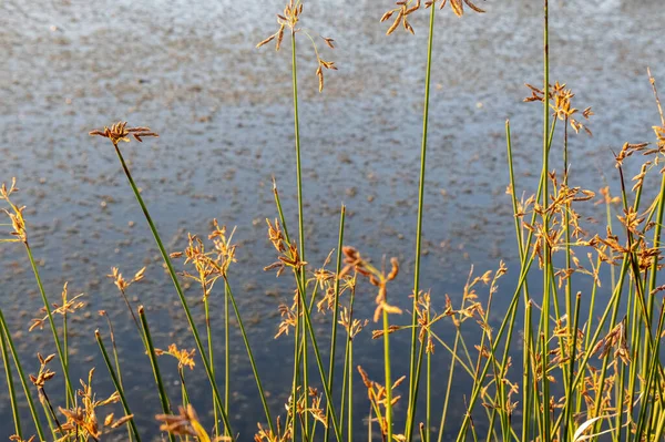 Hardstem Bulrush Ora Schoenoplectus Acutus Palnt Selective Focus Reeds — Fotografia de Stock