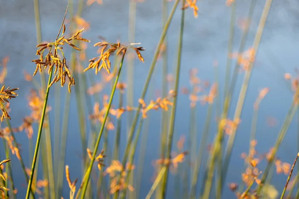 Hardstem Bulrush Ora Schoenoplectus Acutus Palnt Selective Focus Reeds —  Fotos de Stock