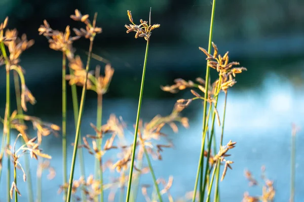 Hardstem Bulrush Ora Schoenoplectus Acutus Palnt Selective Focus Reeds —  Fotos de Stock