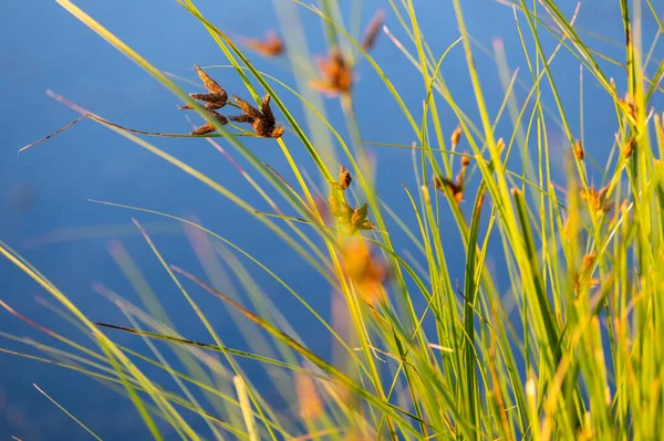 Hardstem Bulrush Ora Schoenoplectus Acutus Palnt Selective Focus Reeds — ストック写真