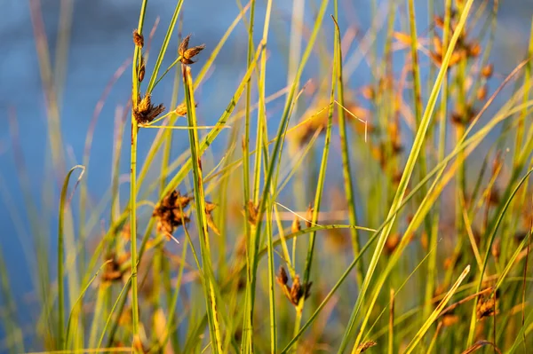 Hardstem Bulrush Ora Schoenoplectus Acutus Palnt Selective Focus Reeds — Stok fotoğraf