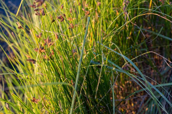 Hardstem Bulrush Ora Schoenoplectus Acutus Palnt Selective Focus Reeds — Fotografia de Stock