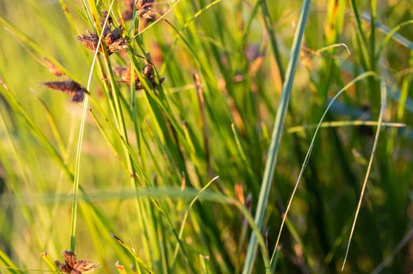 Hardstem Bulrush Ora Schoenoplectus Acutus Palnt Selective Focus Reeds —  Fotos de Stock