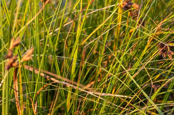 Hardstem Bulrush Ora Schoenoplectus Acutus Palnt Selective Focus Reeds — Foto de Stock